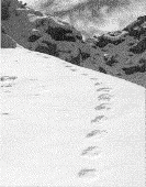 tiger paw in Nandadevi National Park,India nandadevi national park tours,tours to india nandadevi national park