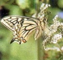 Pahillio Machaon