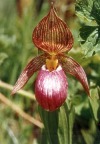 Cypripedium